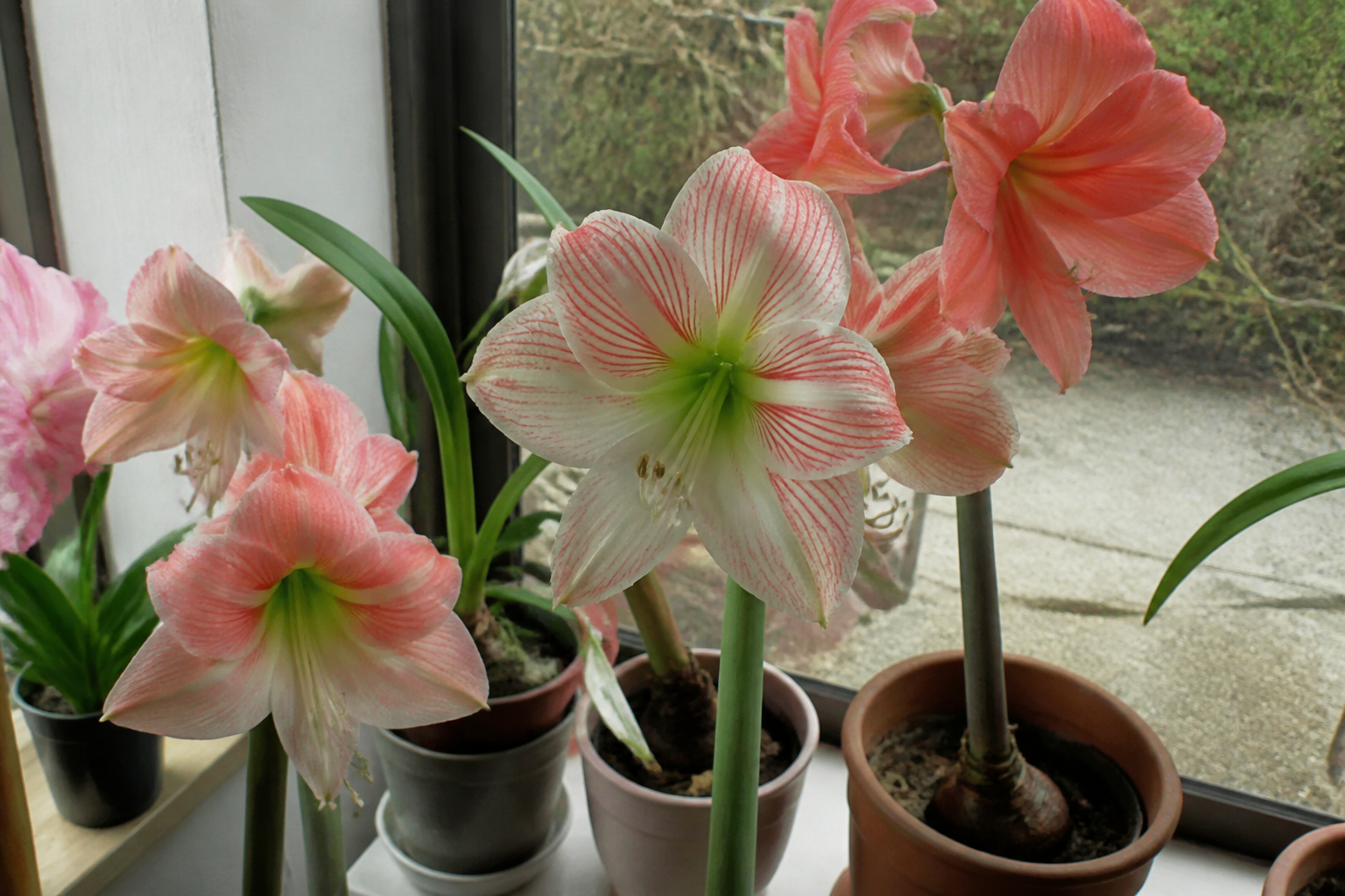 Overige amaryllis vragen